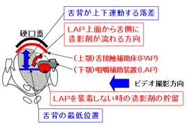 図3 咀嚼物の流れ