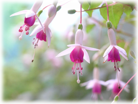 フクシアの花