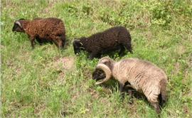 Oussant Schafe im Waldkindergarten