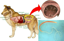 trichuri