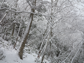 雪を纏った疎林