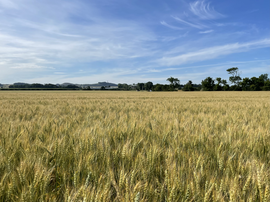 The fields of Mungoswells.