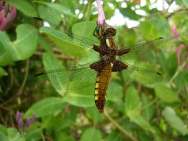 Espèce: Libellule déprimée femelle (Libellula depressa) Photo : Clémentine Hory