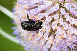 Espèce: Oxythyrea funesta Photo : Ahn-Minh Chuong