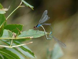 Espèce: Naïade aux yeux rouges (Erythromma najas) Photo : Jean Gueydan