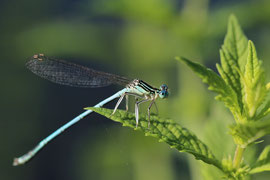 Espèce: Agrion à larges pattes (Platycnemis pennipes) Photo : Aurélie Richard