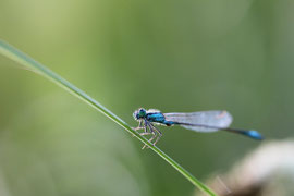 Espèce: Agrion élégant (Iscnura elegans) Photo : Romuald Perrot