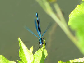 Espèce: Caloptéryx vierge (Calopteryx virgo) Photo : Sophie Guersch
