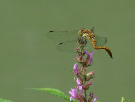 Espèce: Libellule du genre sympétrum probablement sanguin (Sympetrum sanguineum) Photo : Marjo Granotier