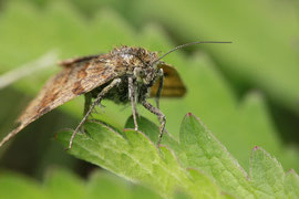 Espèce: Papillon de nuit Photo : Marie Glumineau