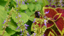 Espèce: abeille sp Photo : Gauthier Ferraton