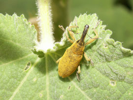 Espèce: Lixus paraplecticus Photo : Brigitte Fontas