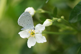 Espèce: Azuré des nerpruns (Celastrina argiolus) Photo : Jean-Luc Viaud