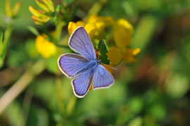 Espèce: Azuré des Anthyllides (Cyaniris Semiarigus) Photo : Philippe Juchault