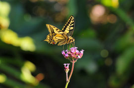 Espèce: Machaon (Papilio machaon) Photo : Philippe Juchault