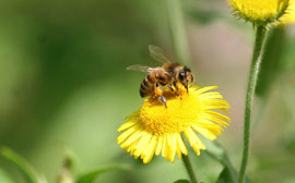 Espèce: Abeille domestique (Apis mellifera) Photo : Alain Mallereau