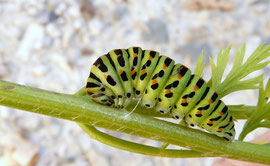 Espèce: chenille de Machaon (Papilio machaon) Photo : Michel Toussaint