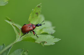 Espèce: Apodère du noisetier (Apodérus Coryli) Photo : Marie-Claude Cogny