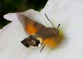 Espèce: Moro-sphinx (Macroglossum stellatarum) Photo : Anthony Kusmirek