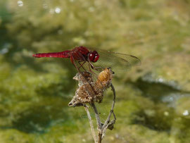 Espèce: Crocothémys écarlate (Crocothemis erythraea) Photo : Jean Gueydan