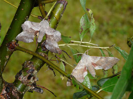 Espèce: Sphinx du peuplier (Larothoe populi) Photo : Martine Legoupil
