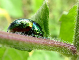 Espèce : Chrysomélidé (probablement Chrysolina herbacea) Photo : Laurence Philippe Jager