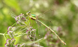 Espèce: Leste sauvage (Lestes barbarus) Photo : Marie Glumineau