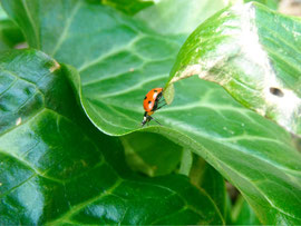 Espèce: Coccinelle à 7 points (Coccinella 7-punctata) Photo : Françoise Rousset