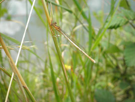 Espèce: Agrion femelle du groupe Platycnemis Photo : Marie-Christine Idier