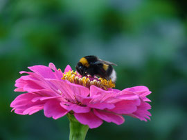 Espèce: Bourdon terrestre (Bombus terrestris) Photo : Virginie Peron