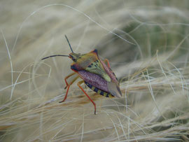 Espèce: Carpocoris Pudicus Photo : Serge Ferru