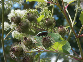 Espèce: Cétoine Doré (Cetonia aurata) Photo : Samuel Boucher