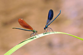 Espèce: Caloptéryx vierges (Calopteryx virgo) Photo : René Villain