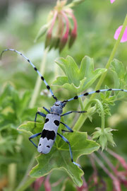 Espèce: Rosalie des Alpes (Rosalia alpina) Photo : Gilles Druet