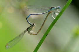 Espèce: Agrion à large pattes (Platycnémis pennipes) Photo : Jean-Noël Boutin