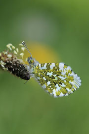 Espèce: Aurore (Anthocharis cardamines) Photo : Benoît Lalère
