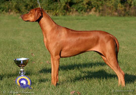 BISS, European Winner 08, INT & MULTI CH Hillvalley's Angel for Luanda