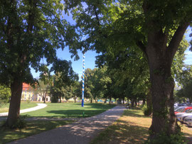 Der Weg zur (ehemaligen) Trambahn-Haltestelle. Alte Linden stehen noch!