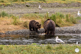 Bild: female bear and her cubs eating the caught salmon, Pack Creek, Admiralty Island, Alaska, "mother has catched the fish"; www.2u-pictureworld.de