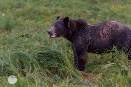 Bild: a grizzly bear is eating grass, Pack Creek, Admiralty Island, Alaska, "grizzly grass meal"; www.2u-pictureworld.de