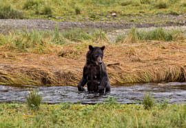 Bild: female brown bear hunting salmon in Pack Creek, Admiralty Island, Alaska, "where is the fish? - Part II"; www.2u-pictureworld.de