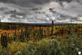 Bild: trees at Dalton Highway, Alaska, "a kind of desert";V2.1; www.2u-pictureworld.de