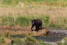 Bild: bear on the shore of Pack Creek, Admiralty Island, Alaska, "another effort ..."; www.2u-pictureworld.de