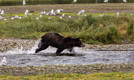 Bild: female bear hunting at Pack Creek, Admiralty Island, Alaska, "bear on the run"; www.2u-pictureworld.de