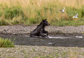 Bild: female bear and seagulls at Pack Creek, Admiralty Island, Alaska, "female bear and seagulls on the hunt"; www.2u-pictureworld.de