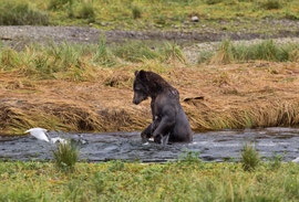 Bild: female brown bear hunting salmon in Pack Creek, Admiralty Island, Alaska, "where is the fish? - Part I"; www.2u-pictureworld.de