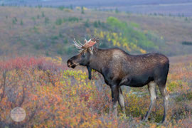 Bild: moose in the Denali Nationalpark, Alaska, "irritated moose"; www.2u-pictureworld.de