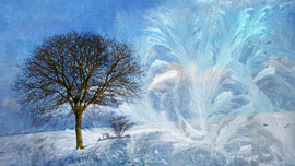 Baum im Frost