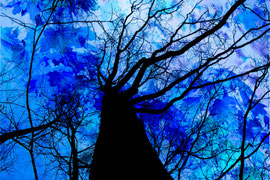 Blaublättrig