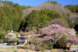 西丸尾のシダレ桜